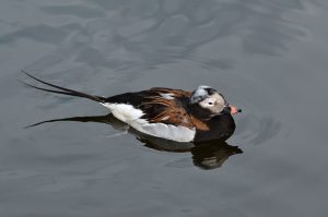 Creative commons Clangula_hyemalis_(Long-tailed_Duck_-_Eisente)_-_Weltvogelpark_Walsrode_2012-07