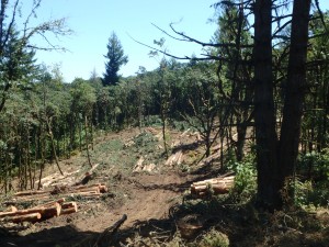 Oak Restoration in Progress Baskett Slough NWR