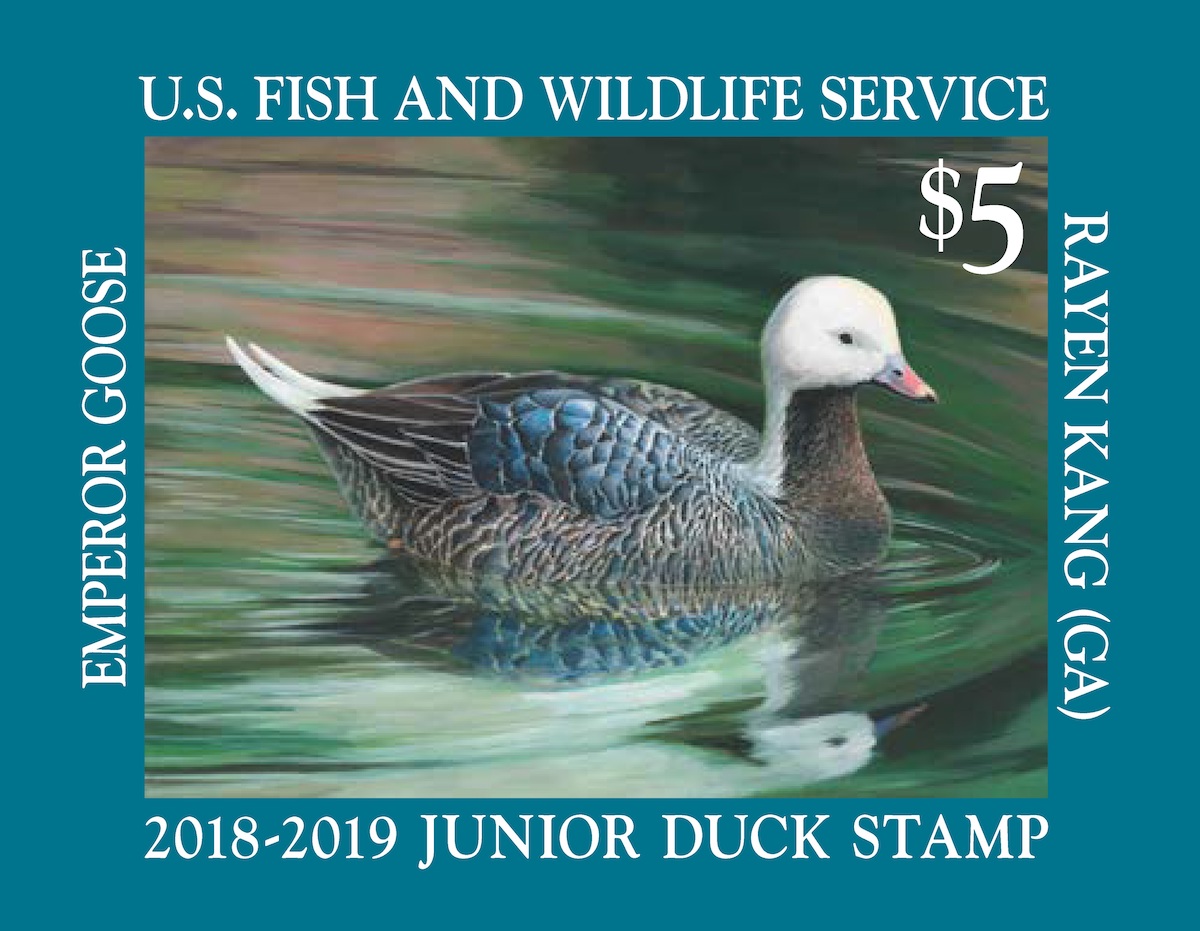 The 2018-19 Junior Duck Stamp by Rayen Kang depicts an Emperor Goose.<BR>U. S. Fish and Wildlife Service