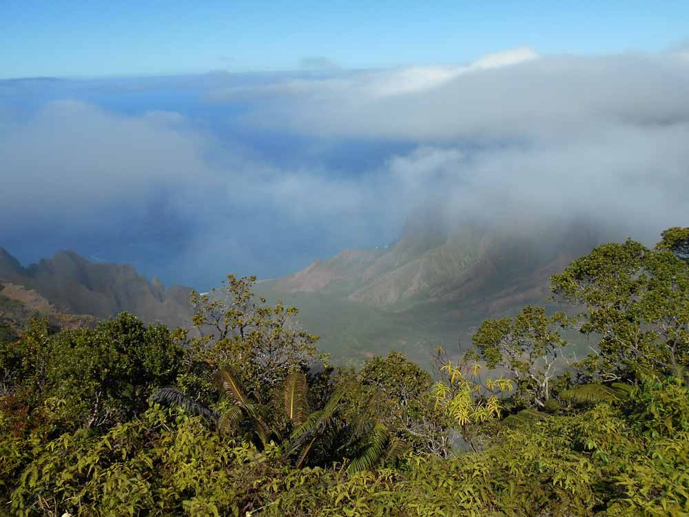 Habitat: Hawaii Montane Forest